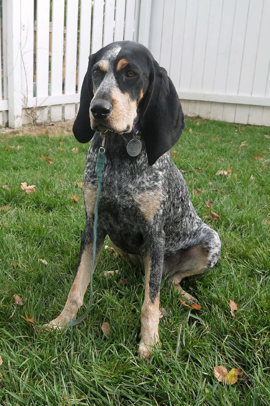 The Bluetick Coonhound Dog Journal: 150 page lined notebook/diary