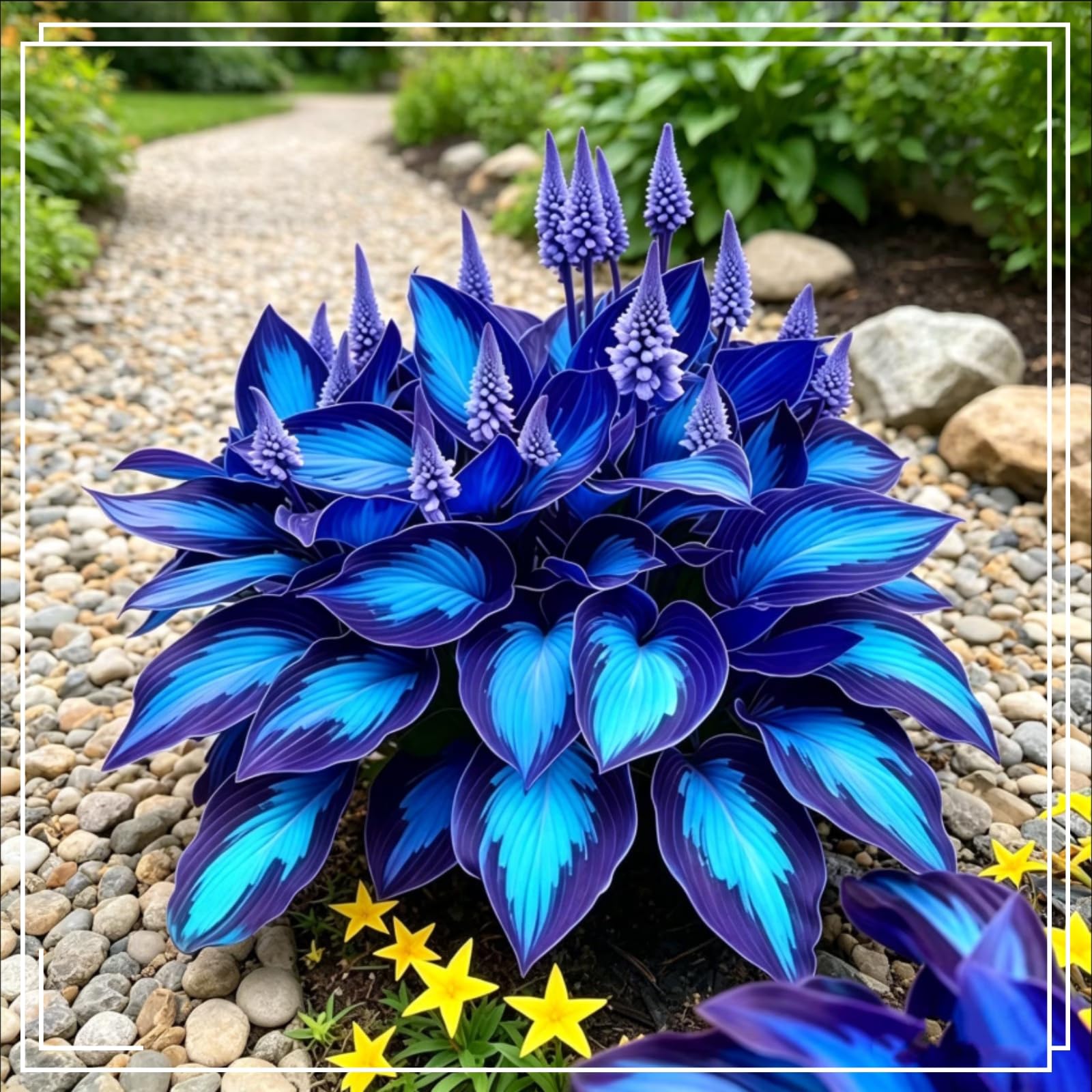 Striking Hosta Bulbs Mix for Planting Now UK/Stunning Ornamentals,Potted-Plants-Rhizome,Midnight Blue Butterfly Flowers,Cold-Tolerant/Perennial,Excellent Display,Garden.-8Bulbs-H