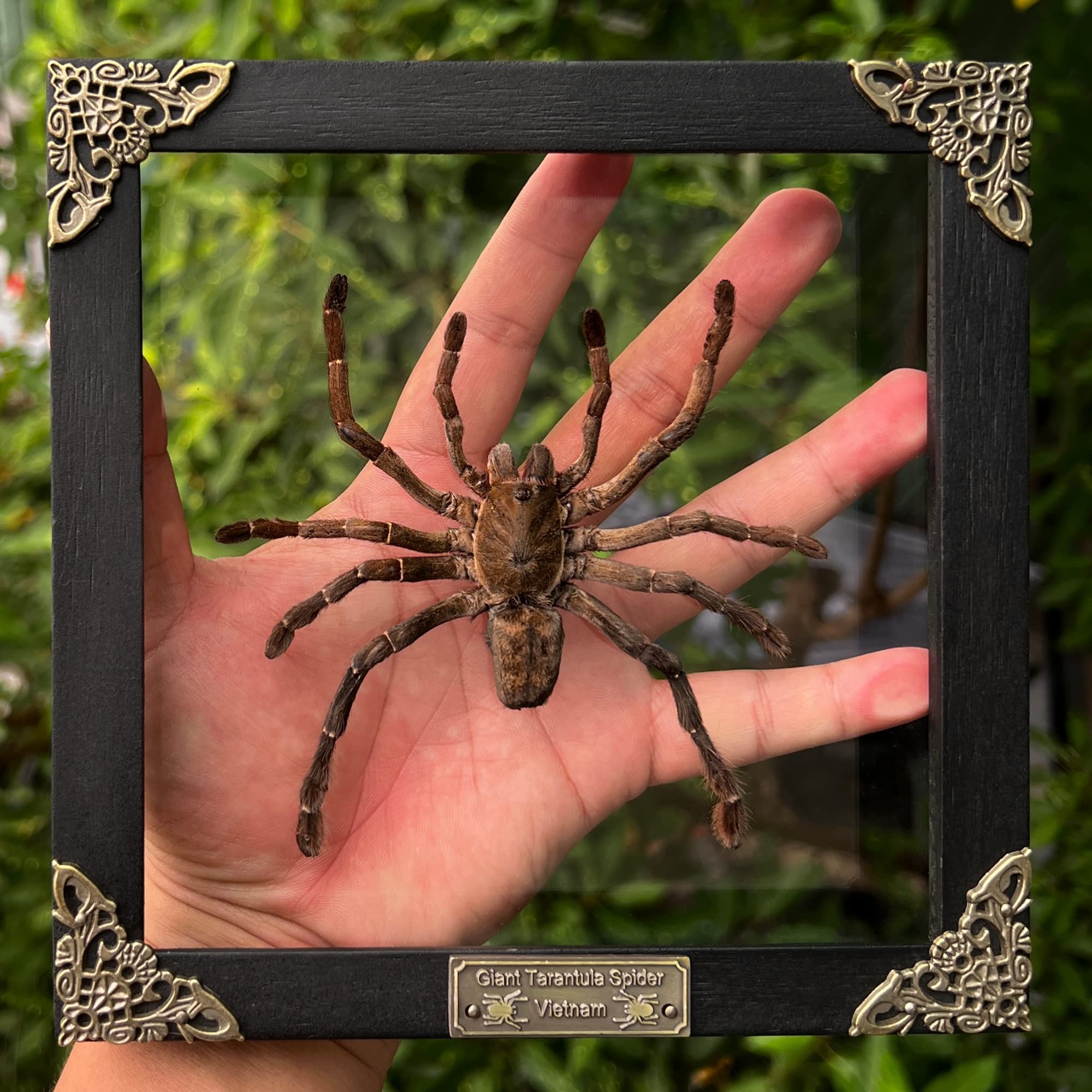 Real Framed Spider Glass Frame Dead Insect Dried Bug Shadow Box Taxidermy Oddity Collectables Specimen Decoration Reading Tabletop Wall Art Home Decor Living Gallery K18-56-KINH