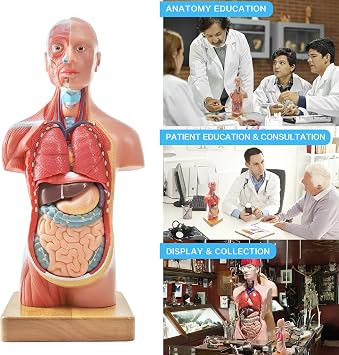 Generies 15 Pcs Removable 3D Human Torso Anatomy Model, 11 inch