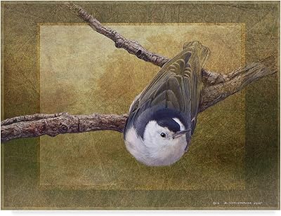 Trademark Fine Art Nuthatch Bird by Chris Vest, 14x19-Inch