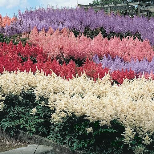 Miniatura 4 de 1000 semillas mixtas de astilbe tolerantes a la sombra perenne, para plantar flores vibrantes en áreas húmedas y bordes de jardín polinizadores