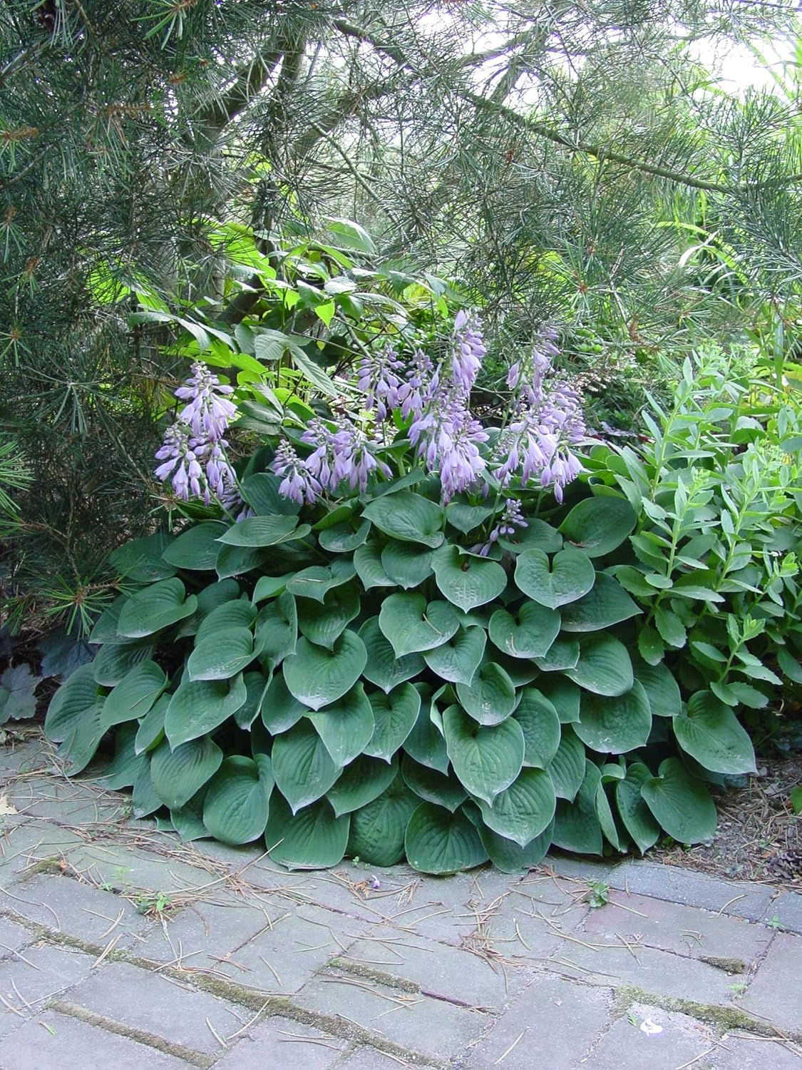 Colección De Hostas Premium – 10 Variedades Diferentes, Plantas Perennes De Sombra, Raíz Desnuda (sin Semillas)