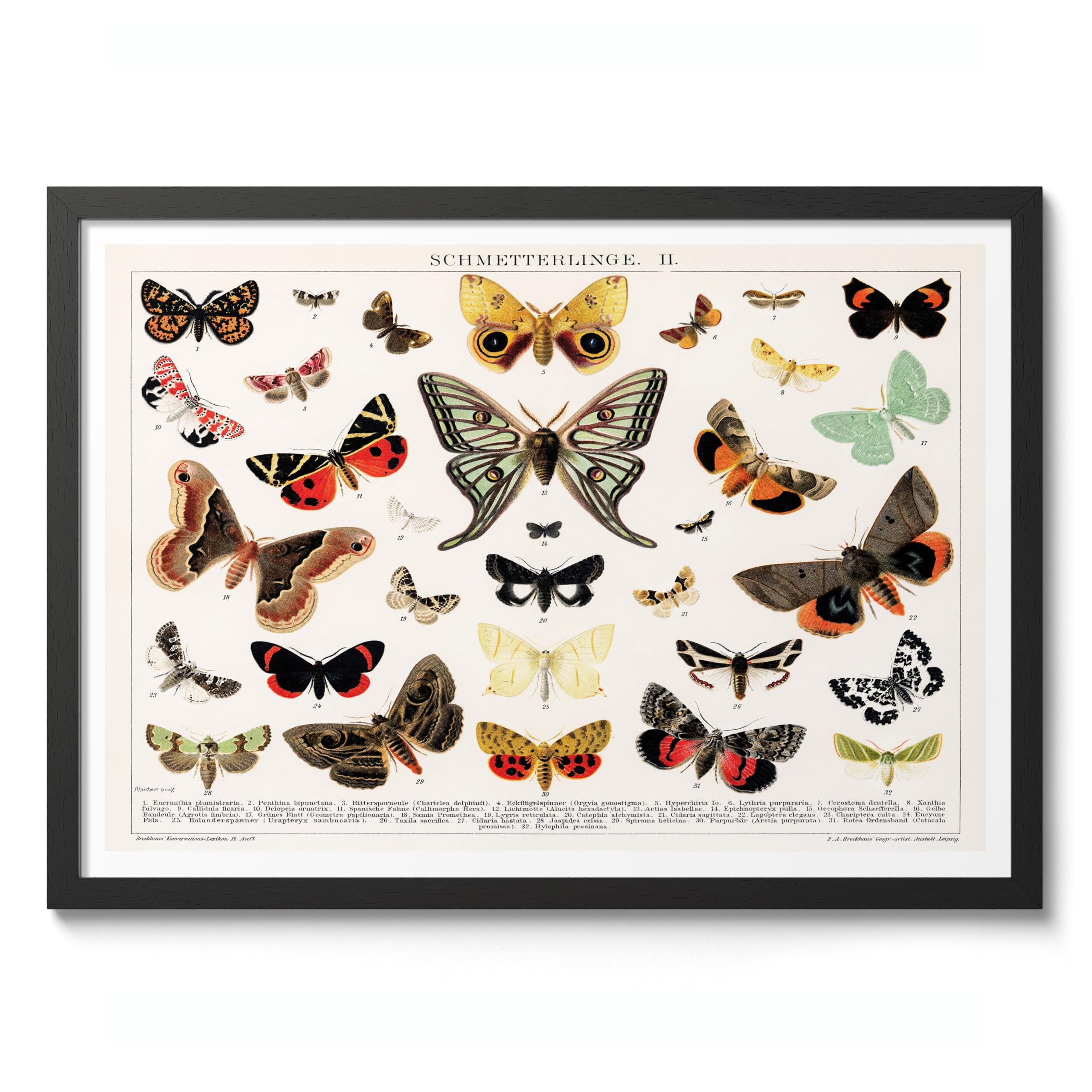 Antique Butterfly And Moth Lithograph Poster, Vintage Botanical Art Prints, Retro Encyclopedia Illustration Wall Art Plants Pictures, Bedroom Living Room Home Decor, A4 (Black Frame) - 32.7x24.1cm