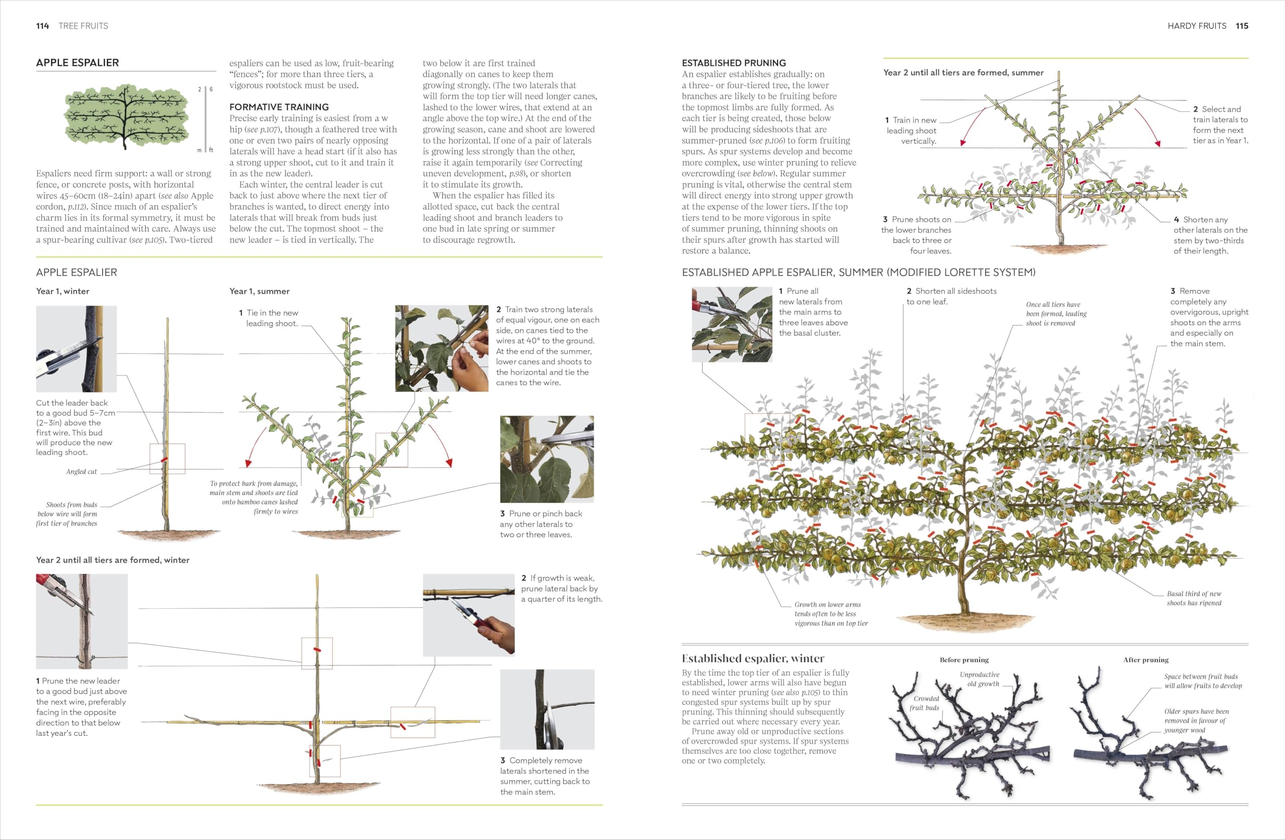 RHS Pruning and Training: What, When, and How to Prune Over 800 Plants