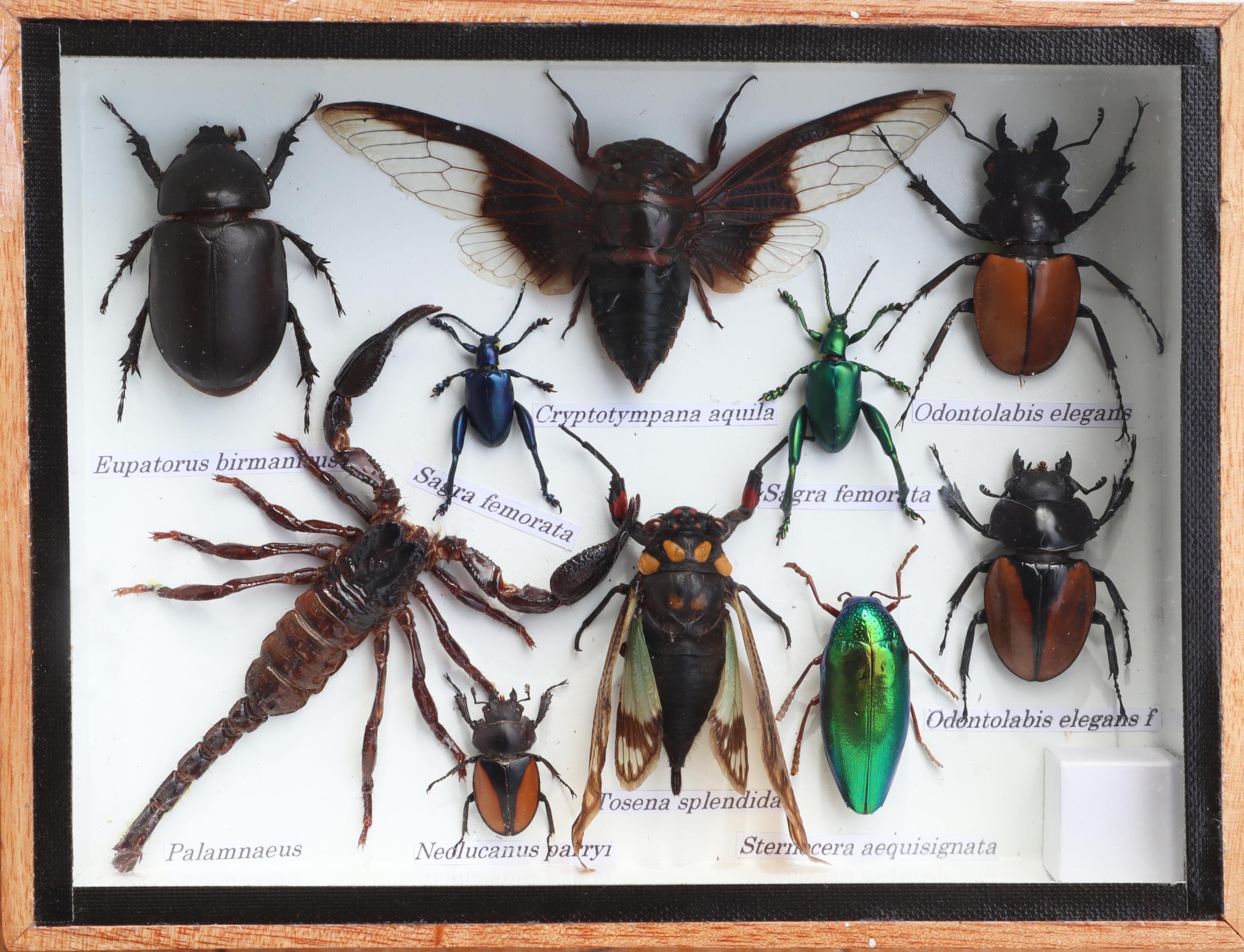 Real Mix Beetles with Scorpion and Cicada Insect Taxidermy Set in Box Display