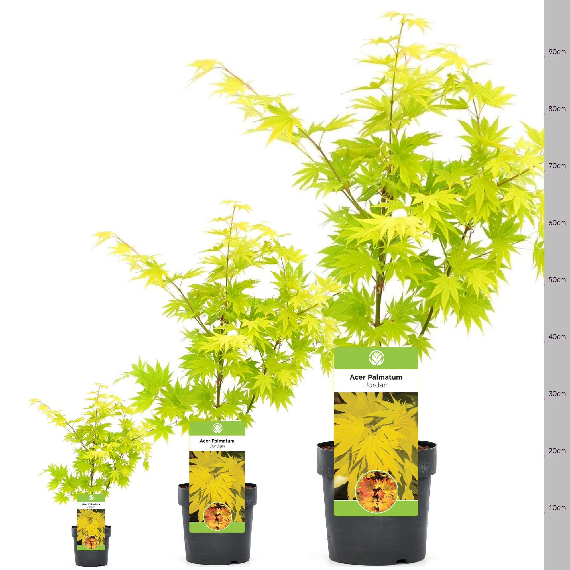 Acer shirasawanum "Jordan" | Acero giapponese Pianta da giardino deciduo Arbusto in vaso
