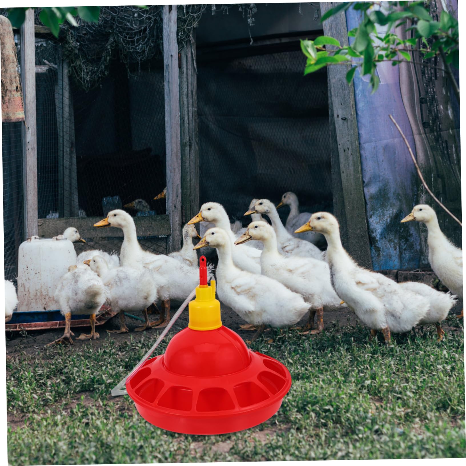 Abbeveratoio per Polli Rosso in Pp, Design Arrotondato | Uccelli e Pet Birds, Uso in Pet Shop e Zoo, Facile da Pulire, Struttura Robusta