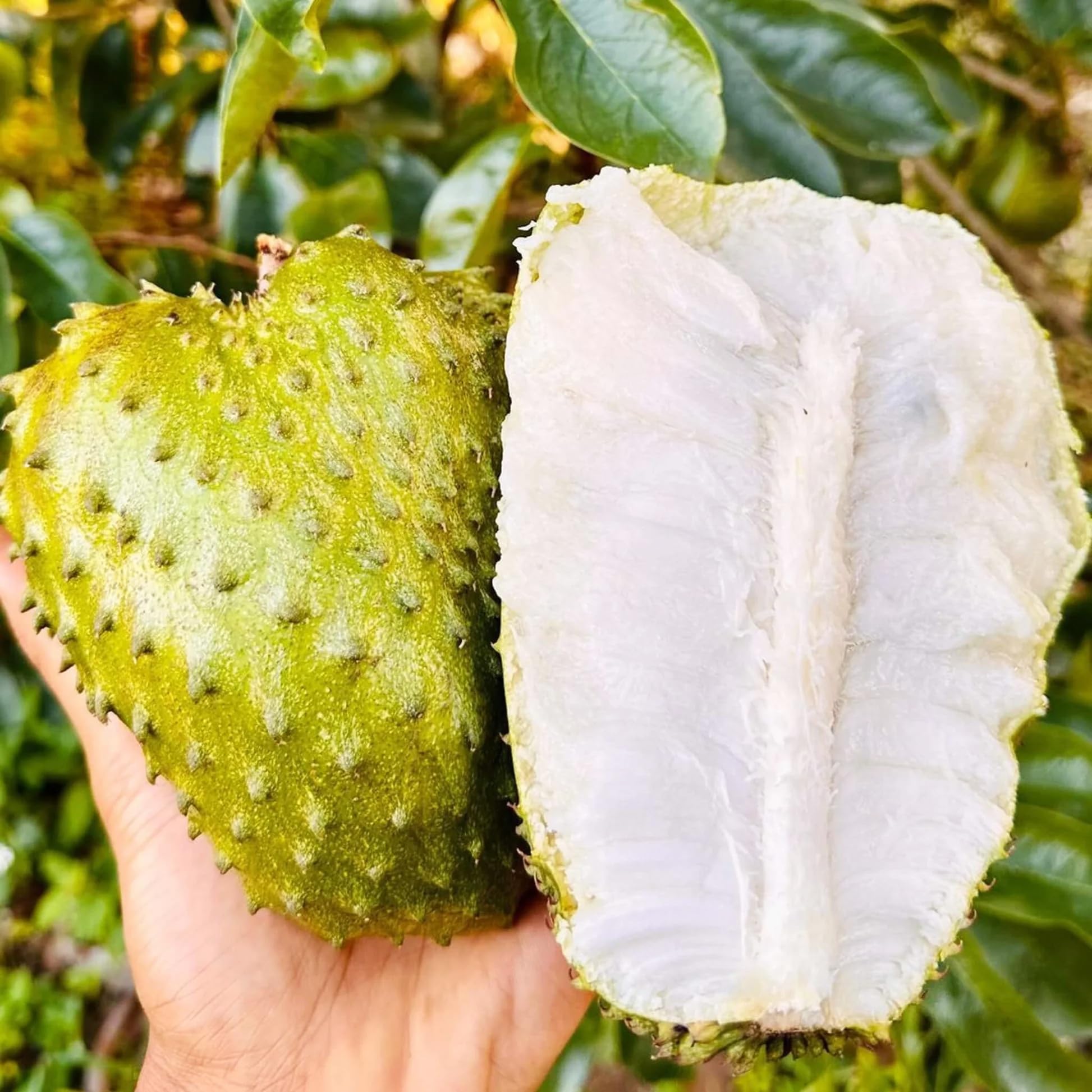 10+Seed Soursop Fruit Tree Seed for Planting Outdoor- Non-GMO Heirloom Fresh Tropical Fruit Plant in Your Containers Home Garden