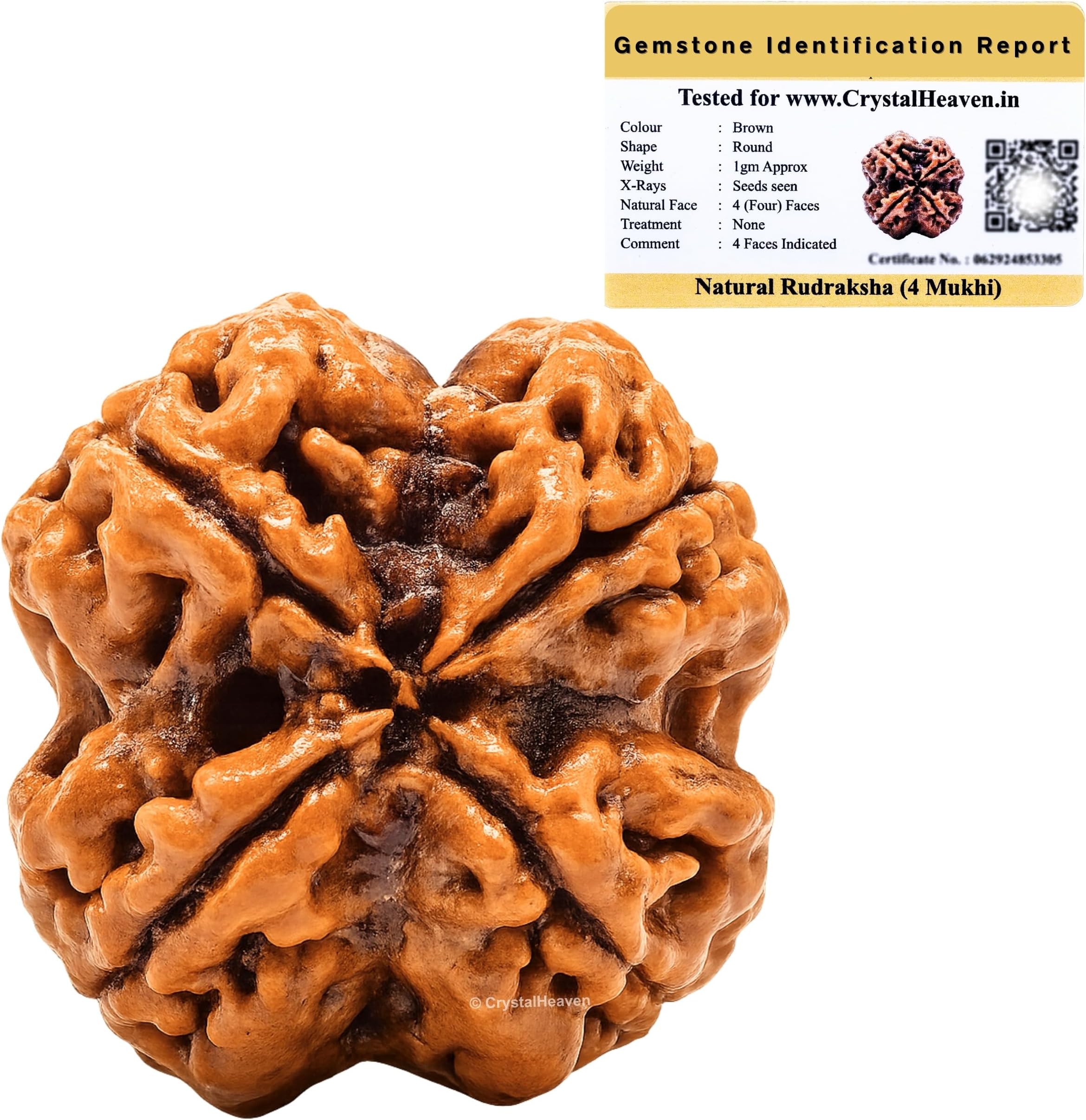 4 Mukhi Rudraksha Original Certified Bead - Natural Nepali 4 Mukhi Rudraks for Meditation and Prayer, Protection, Chakra Balancing, Spiritual Growth and DIY Pooja Supplies
