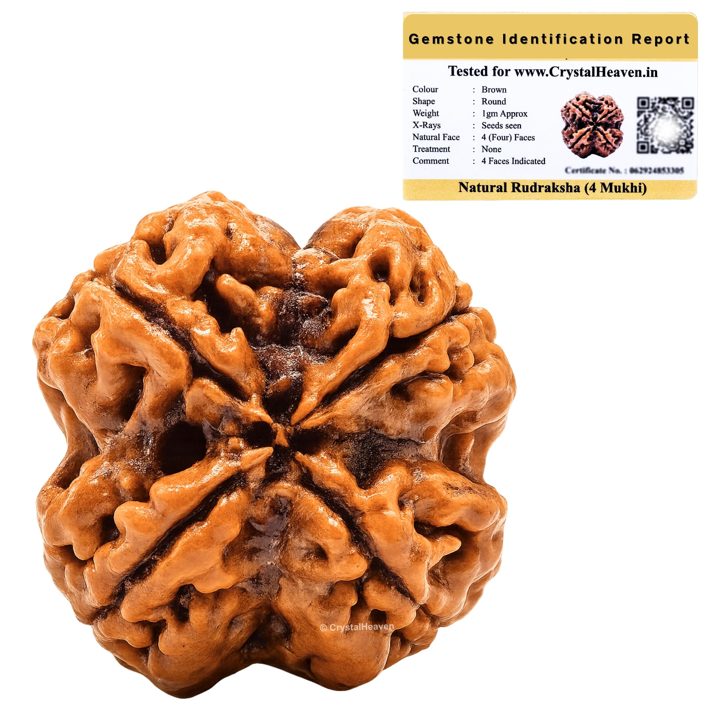Crystal Heaven4 Mukhi Rudraksha Original Certified Bead - Natural Nepali 4 Mukhi Rudraks for Meditation and Prayer, Protection, Chakra Balancing, Spiritual Growth and DIY Pooja Supplies