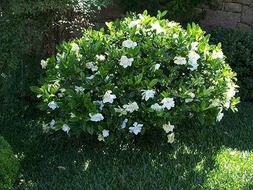Miniatura 3 de Gardenia Belmont - 30 plantas vivas - Arbusto ornamental floreciente fragante