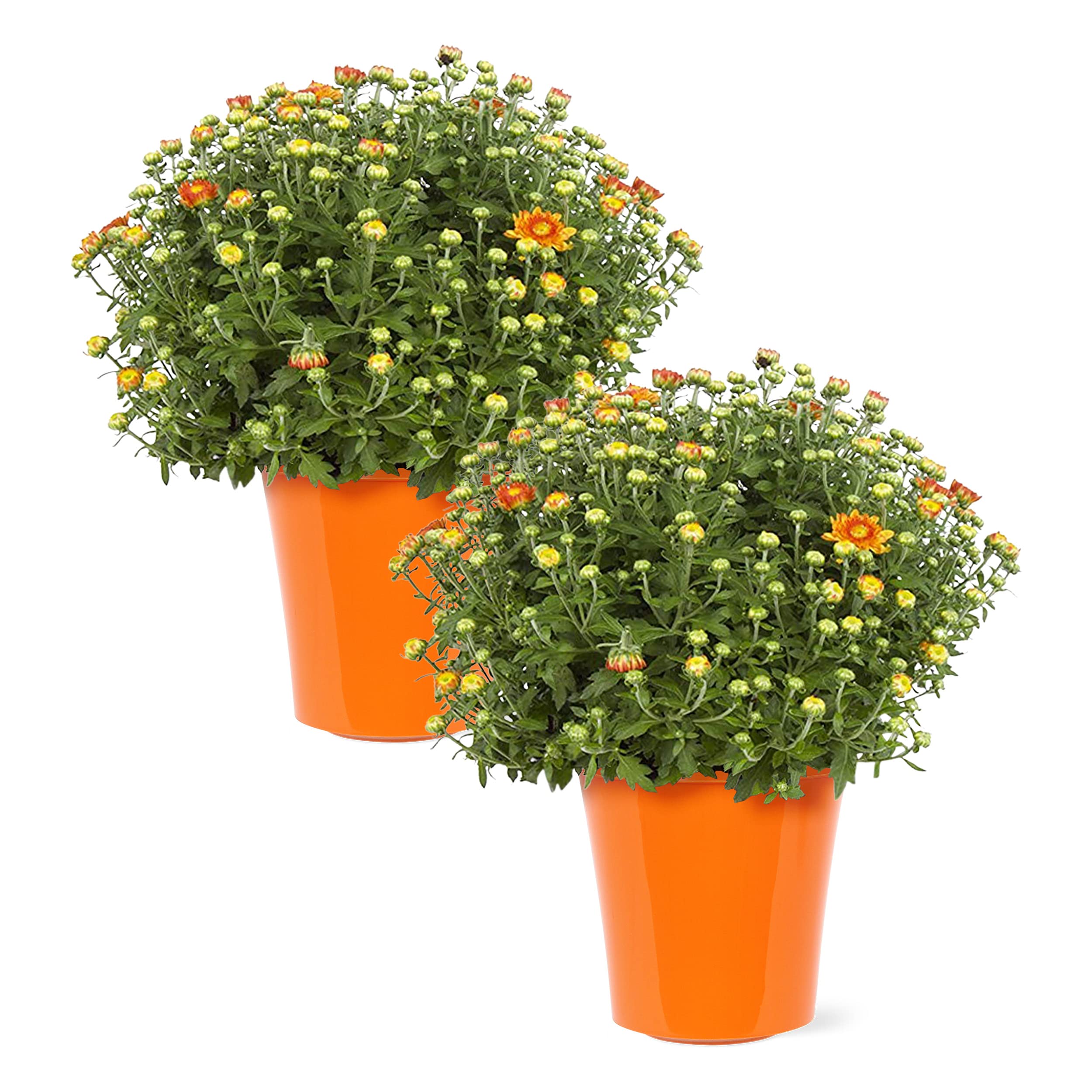 Live Flowering Hardy Chrysanthemum in Happy Fall Deco Planter - Orange - Beautiful Fall Color - 15" Tall by 12" Wide in 3 Qt Deco Pot