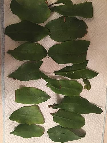 2 ORQUIDEAS EPIPHYLLUM CACTUS NOCTURNA CORTES DE CEREUS FLORADO REINA DE LA PLANTA NOCTURNA EPIFITOS SELENICEREUS GRANDIFLORUS