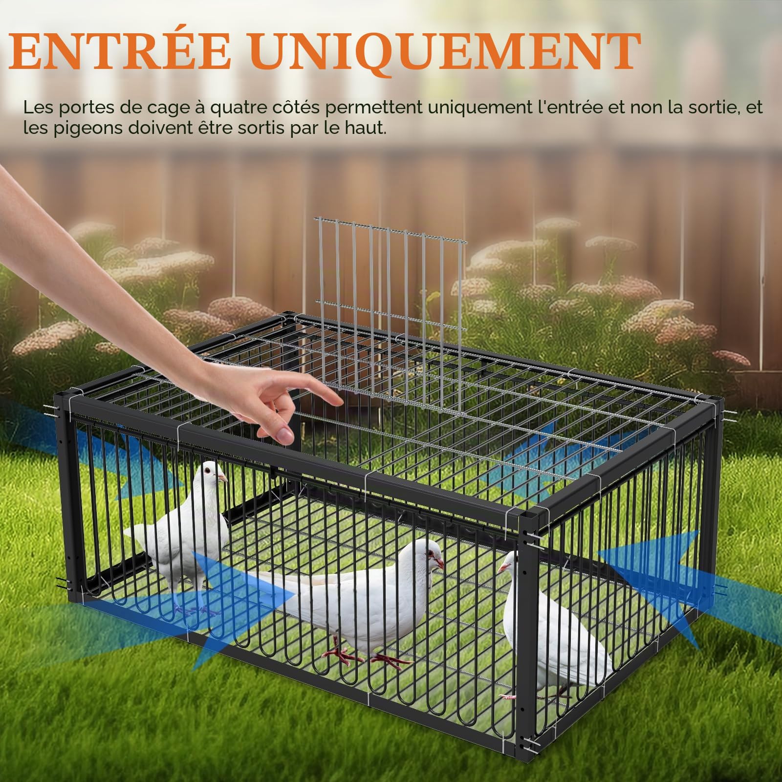 Cage à pigeons, 60 cm, pour la collecte des pigeons, pigeons voyageurs, pigeons à viande, cailles, noir