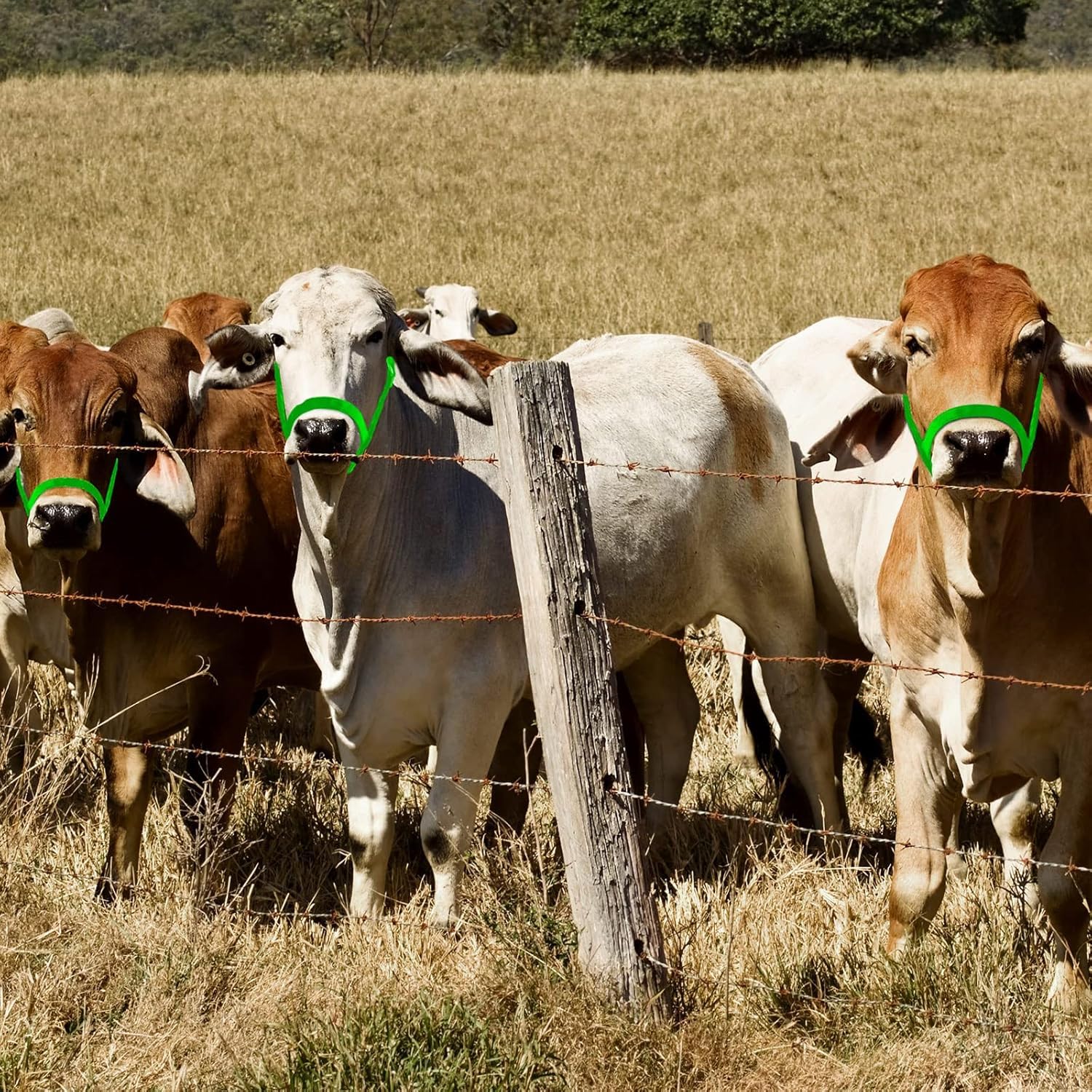 Cavezze per Bovini Cavezze per Vitelli Regolabili con Corda Principale per Cavezza per Cavezze per Cavalli in Miniatura Asino Capra Puledro in Nylon Cavezze per Bestiame Formazione, Green, M