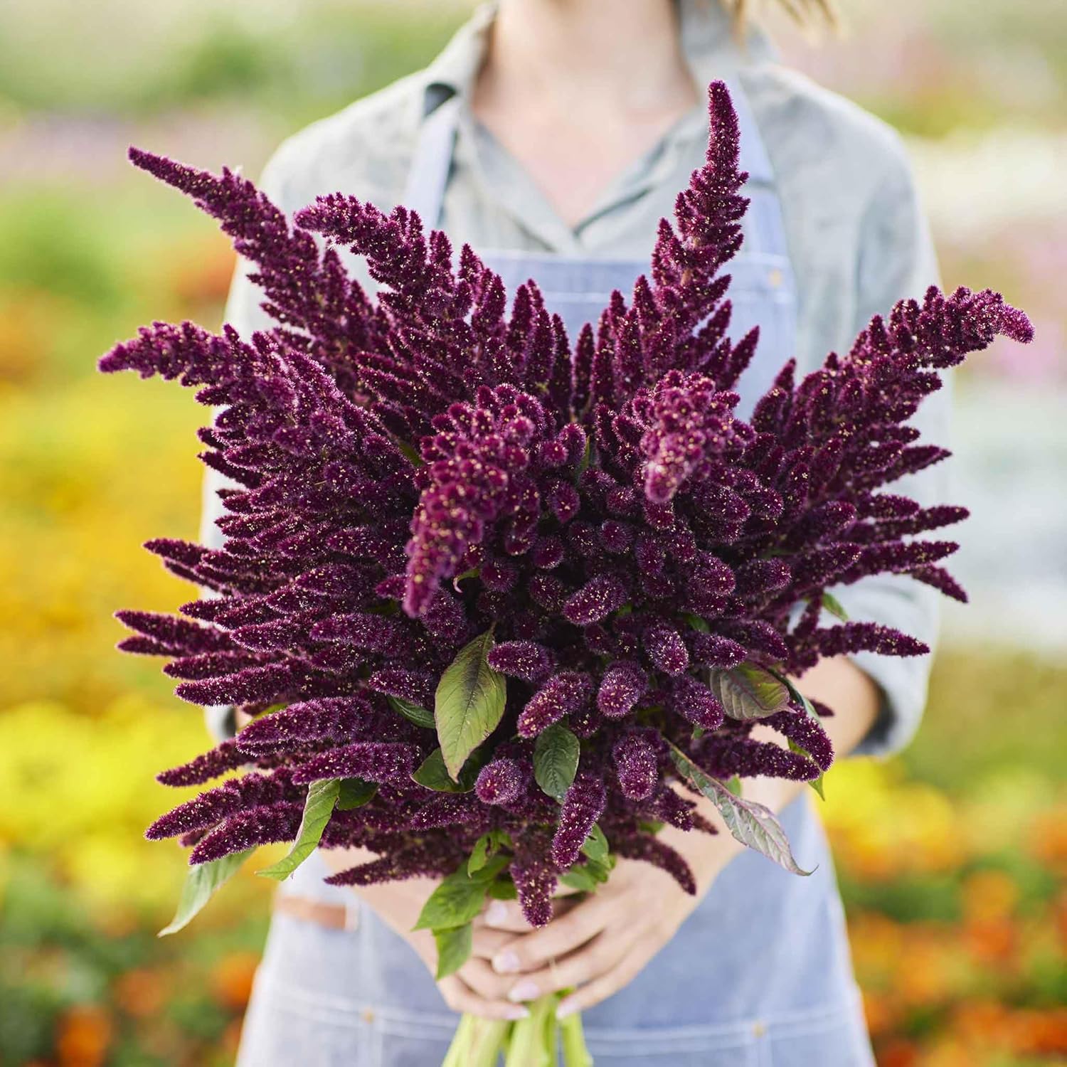 Eden Brothers Amaranthus Seeds - Perfecta