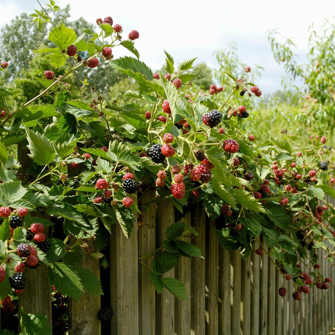 Perfect Plants Triple Crown BlackBerry 3 Gallon | Live Fruit Bush for Gardening | Sweet Edible Berries & Thornless Vines