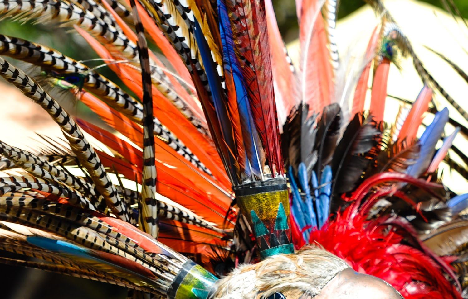 5 Pieces - 30-35" Red Zebra Lady Amherst Pheasant Tail Super Long Feathers Carnival, Costume, Party Supplies | Moonlight Feather