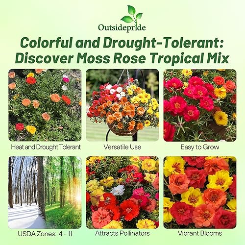Miniatura 2 de Outsidepride Semillas de rosa de musgo mixtas tropicales, 500 piezas anuales, tolerantes a la sequía y al calor, semillas de cobertura del suelo