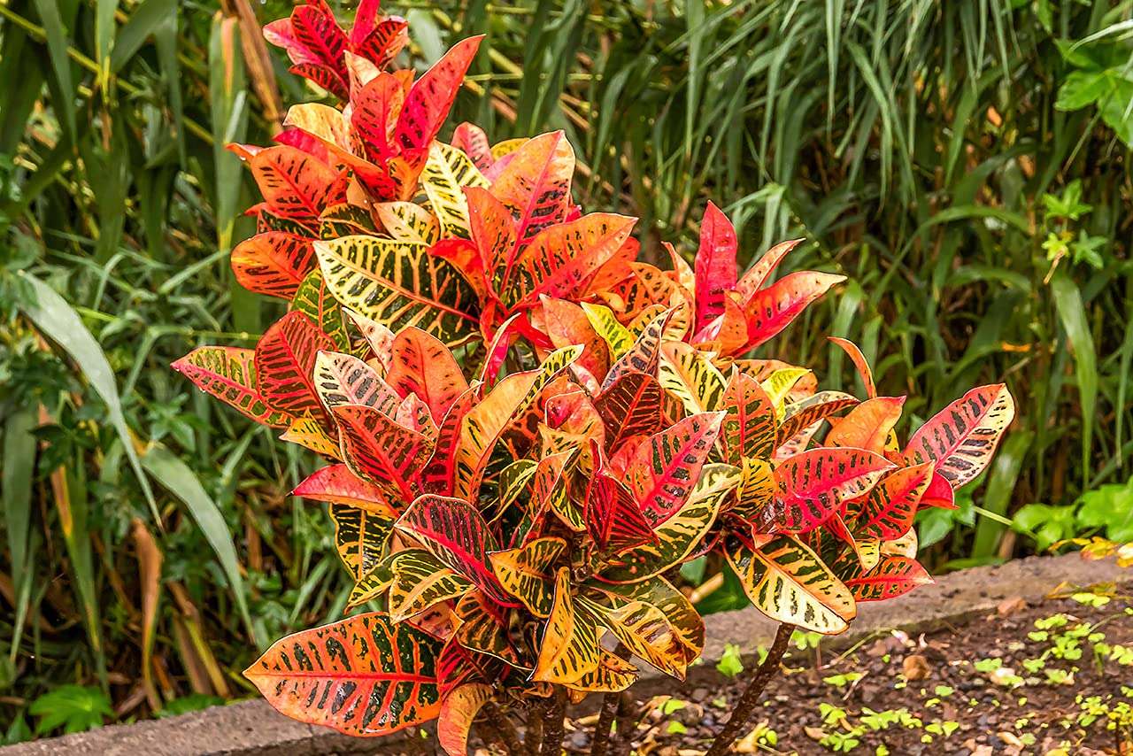 InGreen Croton Indoor Live Plant || Petra || For Home decoration & Natural Air Purification || Pack Of 1. (B09FR2JVZJ) Amazon Price History, Amazon Price Tracker
