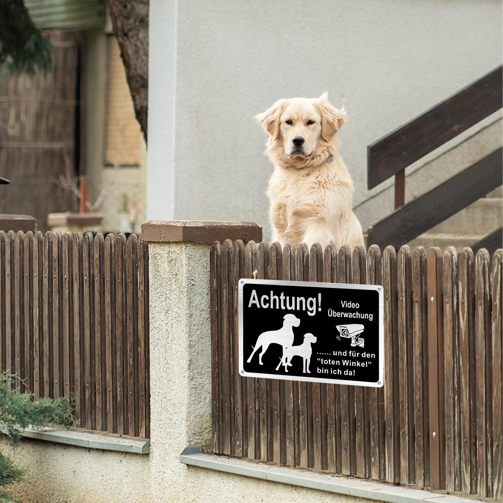 Engels Bulshond Die Een Hond Naar Een Hondendraaier Doet Portret Hond Zoekt En Drager Van Image286525287