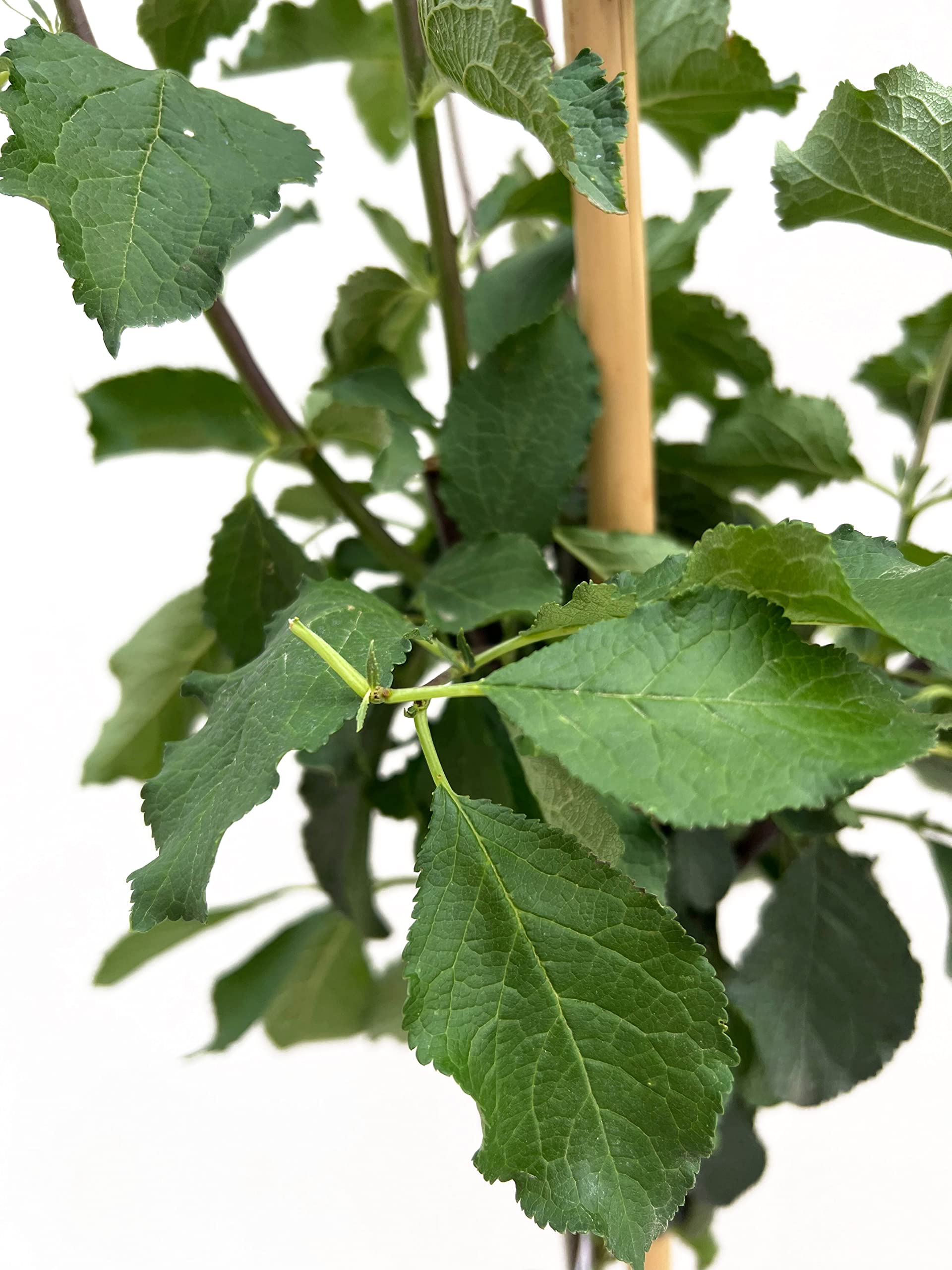 Vannucci Piante - Alberi da frutto, piante vere da frutta, piante giovani, piante da esterno (Susino - Prunus domestica 'Stanley')
