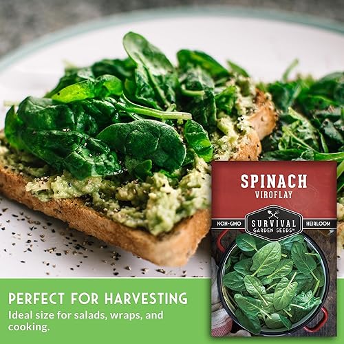 Miniatura 5 de Survival Garden Seeds - Semilla de espinaca Viroflay para plantar - Paquete con instrucciones para plantar y cultivar verduras de hoja verde