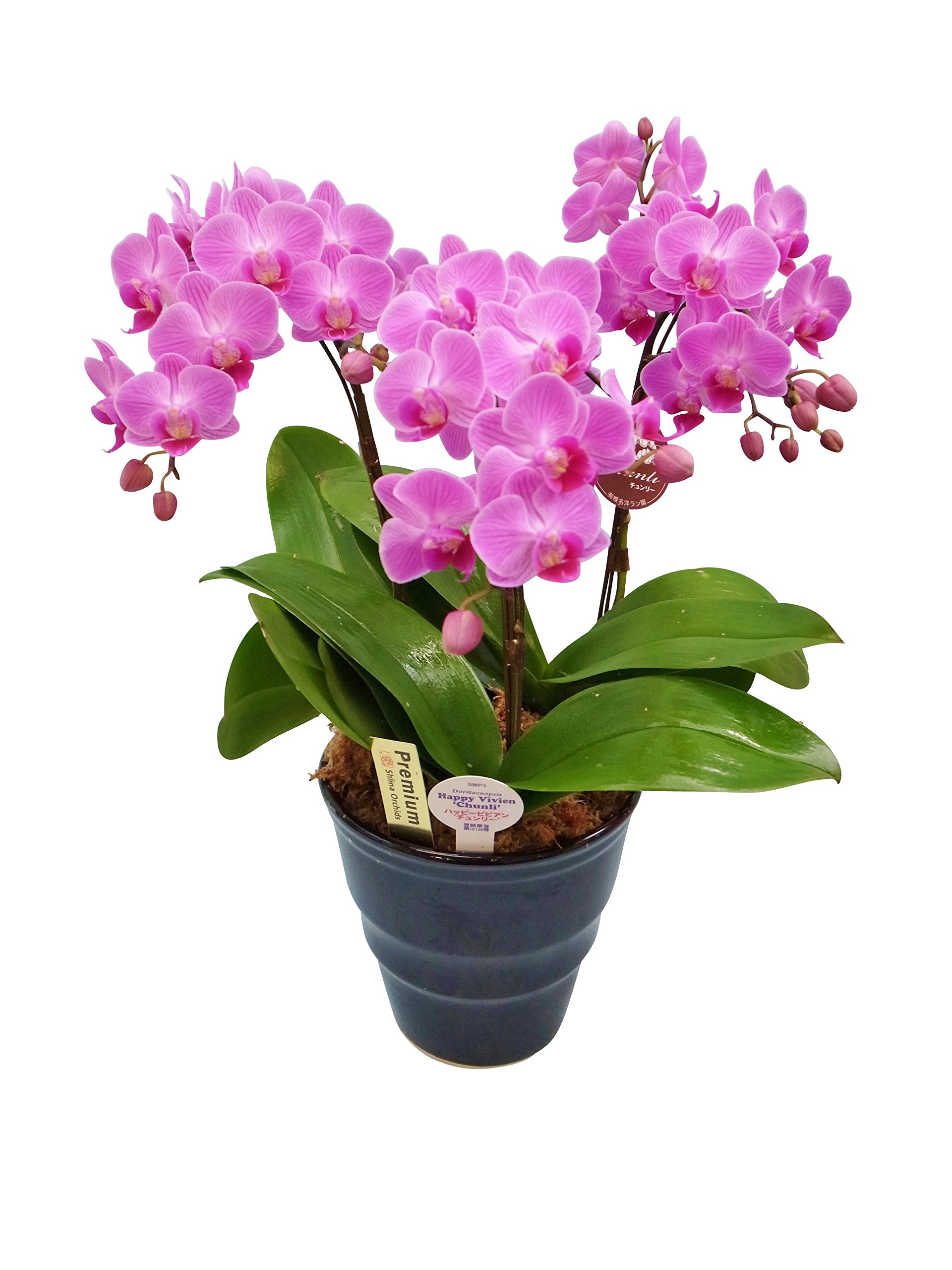 Amazon｜産地直送の花ギフト 椎名洋ラン園のミディ胡蝶蘭 3本