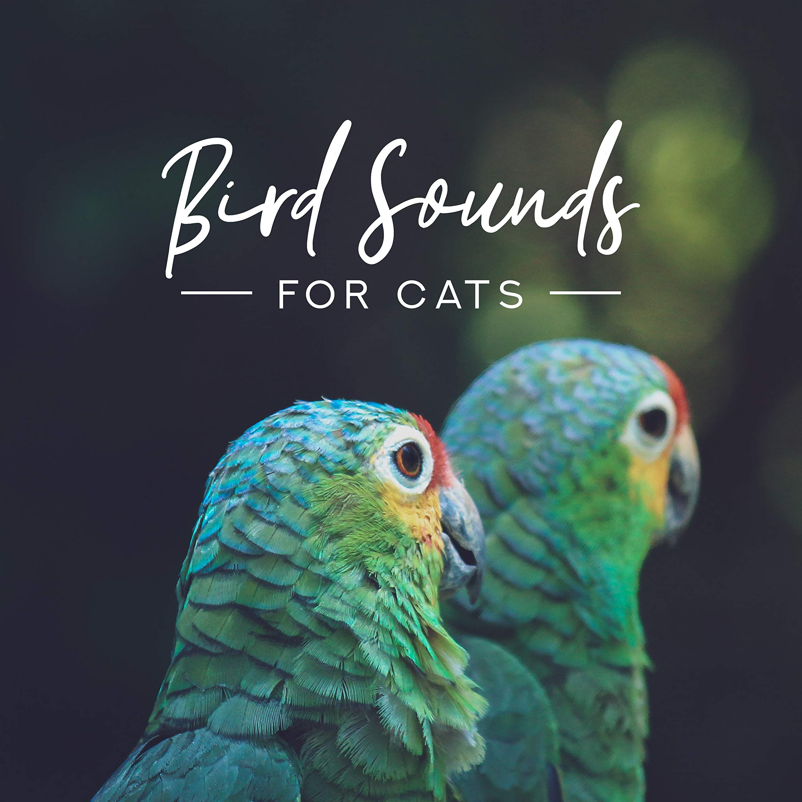 Sueño Profundo Club, Bird Sounds, Cats Music Zone