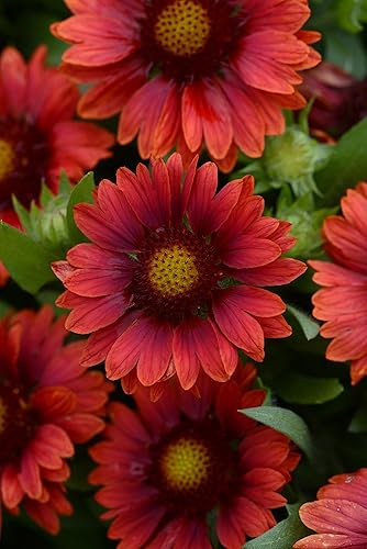 Miniatura 3 de Perenne granja mercado Gaillardia X Grandiflora mesa "rojo" manta flor perenne, 1galón, rojo oscuro