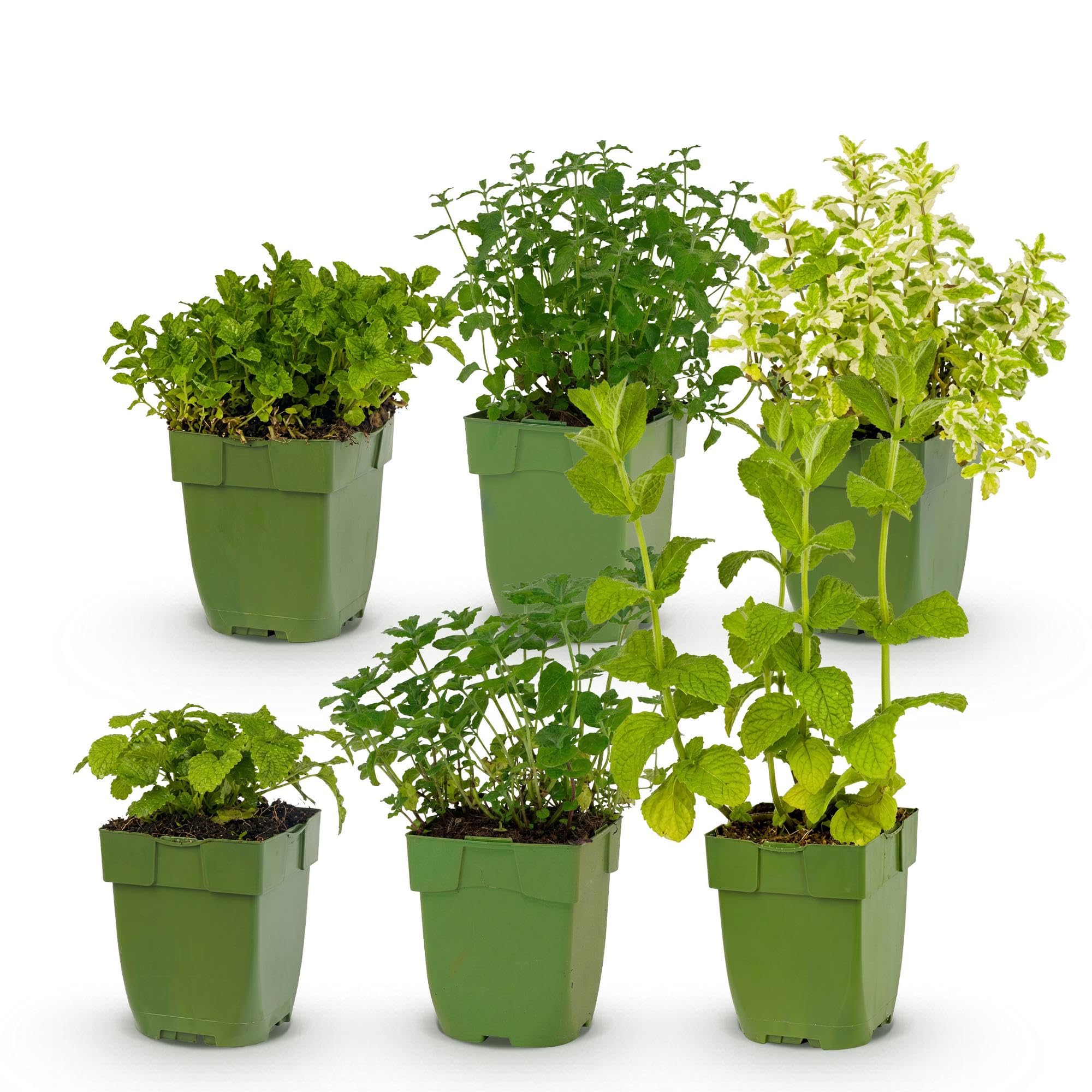 Plantas Perennes para Té, Jardín, Multicolor, 6 Plantas, Maceta 11cm