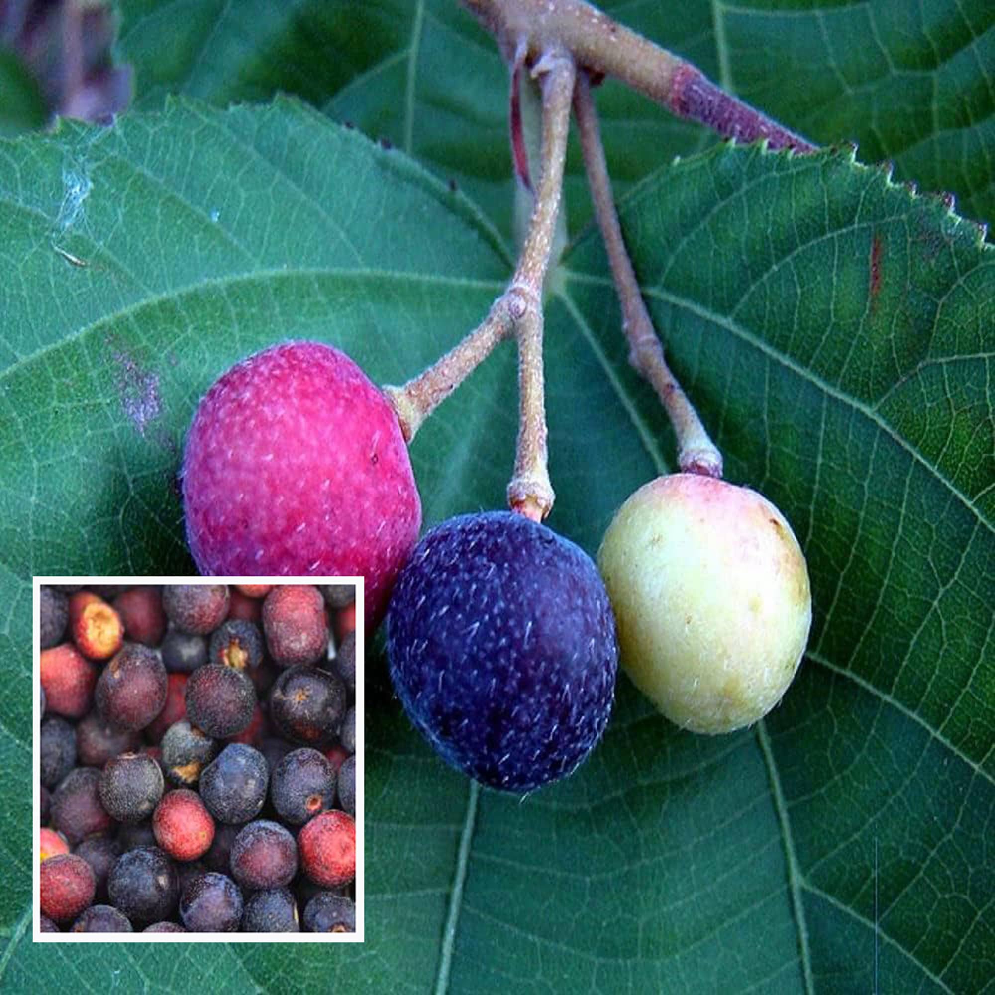 See full amazon price history chart for HAPING Phalsa Falsa Berry Layering/Grafted Fruit Live Plant (1.5-2 Feet Height) HAPING Phalsa Falsa Berry Layering/Grafted Fruit Live Plant (1.5-2 Feet Height) (B0CV4XT6P5) Amazon Price History, Amazon Price Tracker