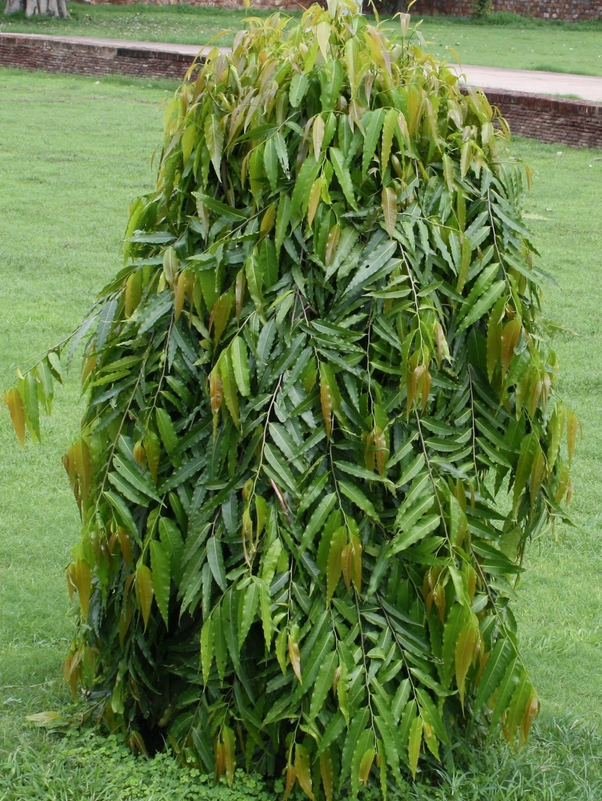 WoFLoo Ashopalav Tree Ashoka Tree Live Healthy Sapling Plant (B0B8SBKFGQ) Amazon Price History, Amazon Price Tracker