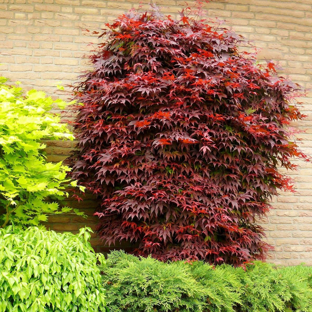 Acero rosso giapponese "Acero palmatum atropurpureum" pianta in vaso ø12 cm Vivaio di Castelletto
