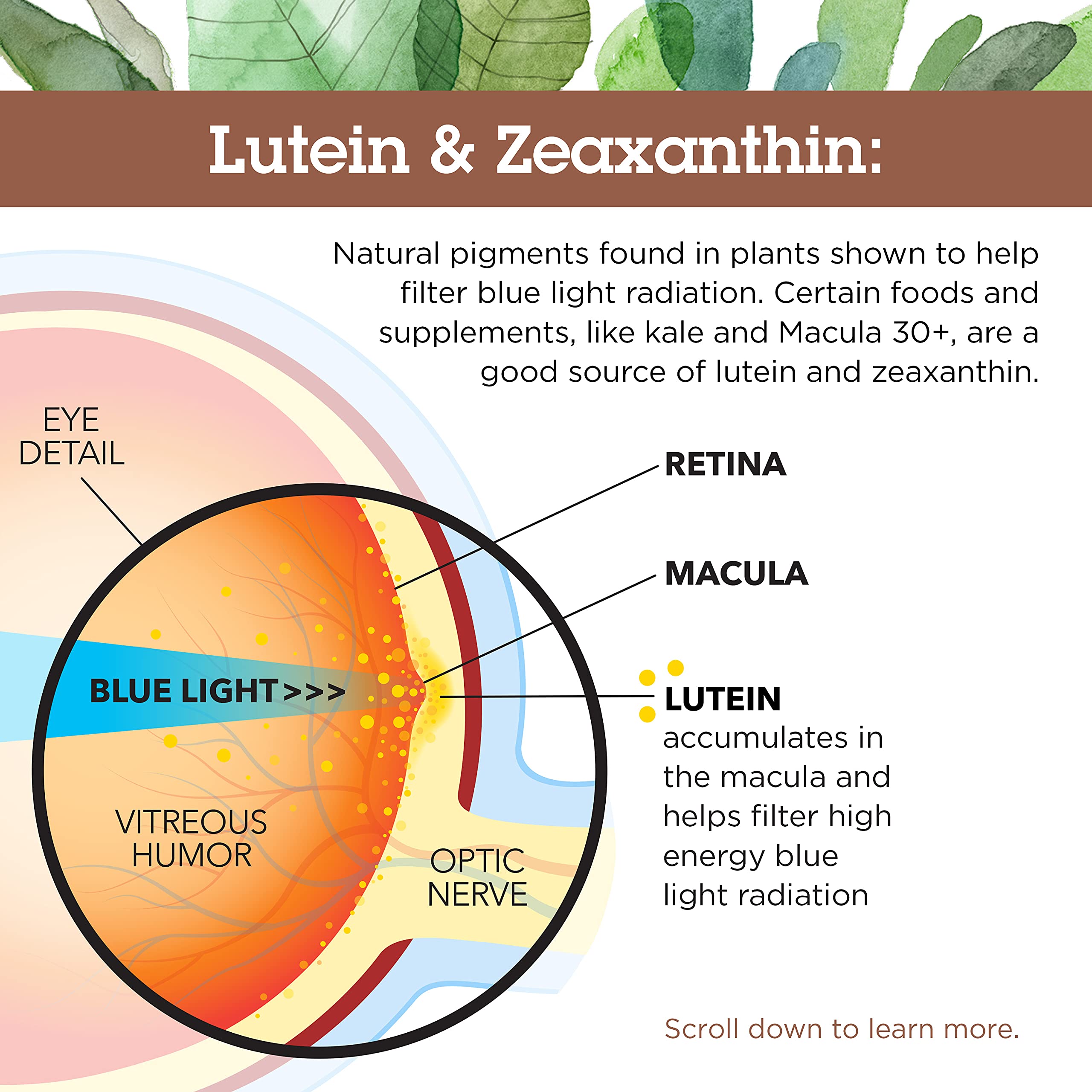 Buy Quantum Health Macula 30+, 51 Lutein to Zeaxanthin Eye Support