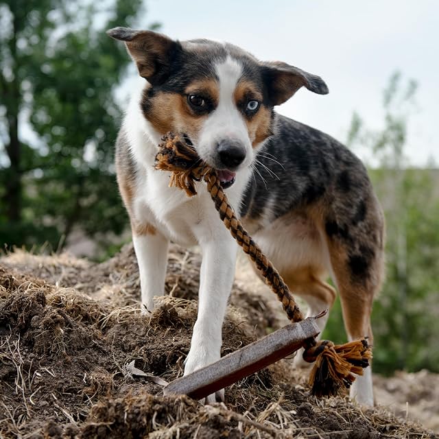 Foto 4 de 4 de Carhartt Herramientas de Entrenamiento para Mascotas, Juguetes Resistentes para Perros para Tirar y Buscar