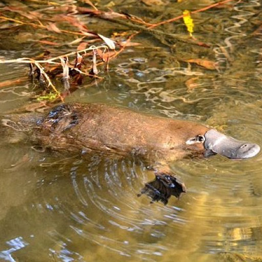 cute platypu Wallpaper – HD Wallpapers of cute platypus! - App on