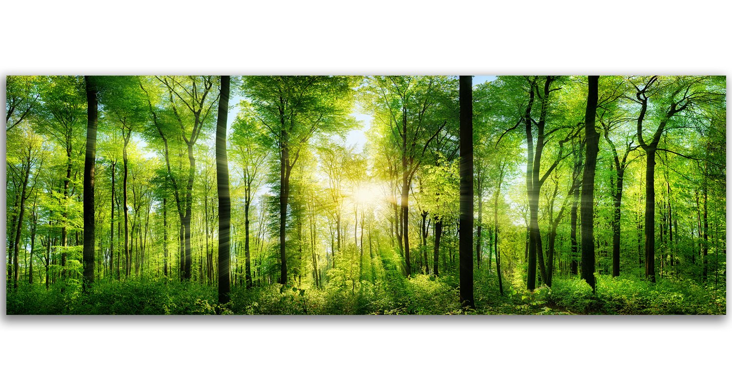 Feeby Bilder Wald Bäume XXL 150x50 cm 1 Teilig Wohnzimmer Schlafzimmer Büro Flur Küche Wandbilder Modern Bild auf Leinwand Wanddekoration Kunstdruck Design Sonne Natur Grün