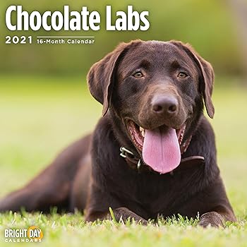 Amazon Com Labrador Retriever Calendar 2021 Black Dog Breed Calendar Wall Calendar 2020 2021 Office Products 2021 akc labrador calendar