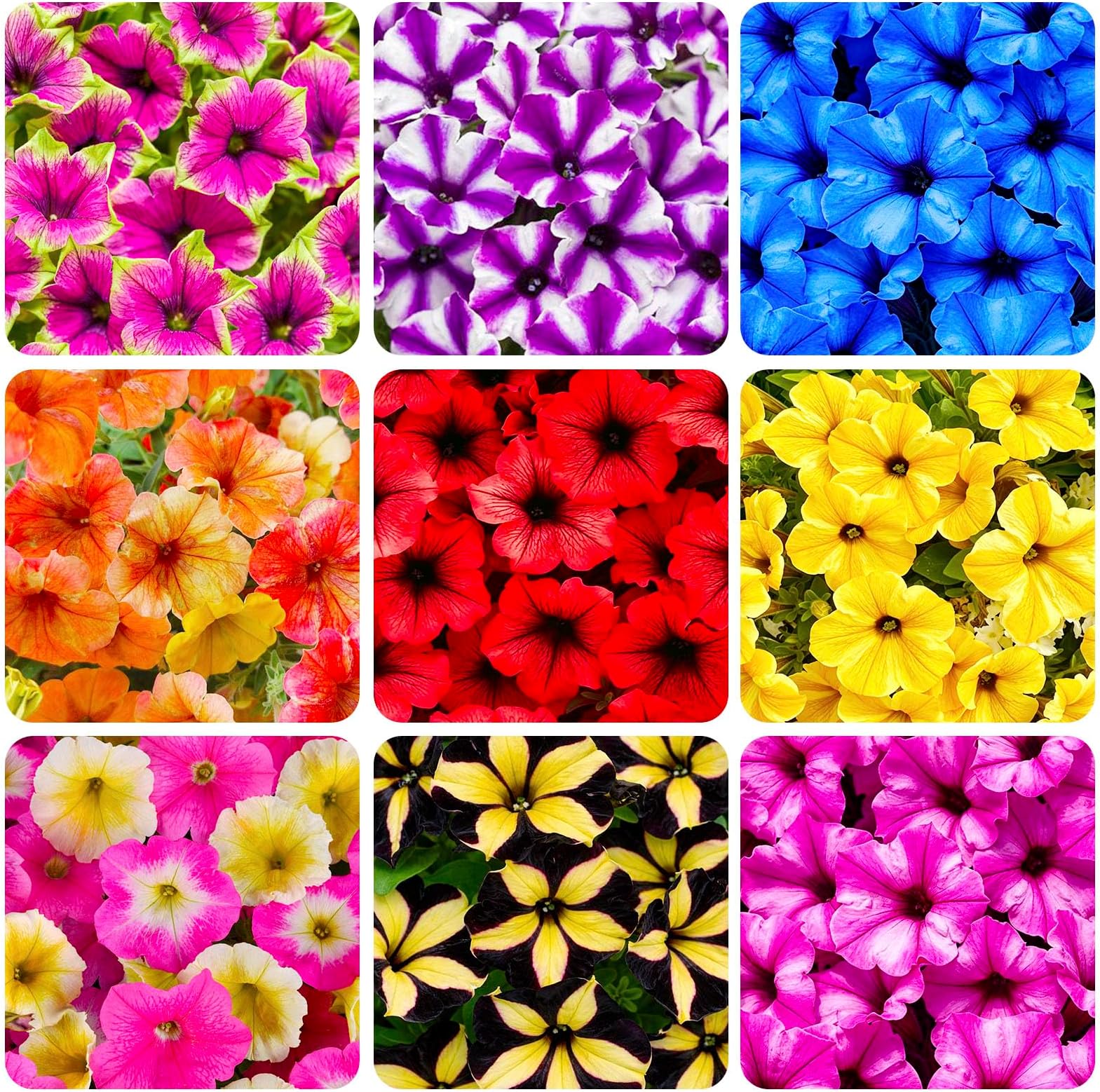 300+ Petunia Flower Seeds for Planting - Vibrant Colors, Heat Tolerant