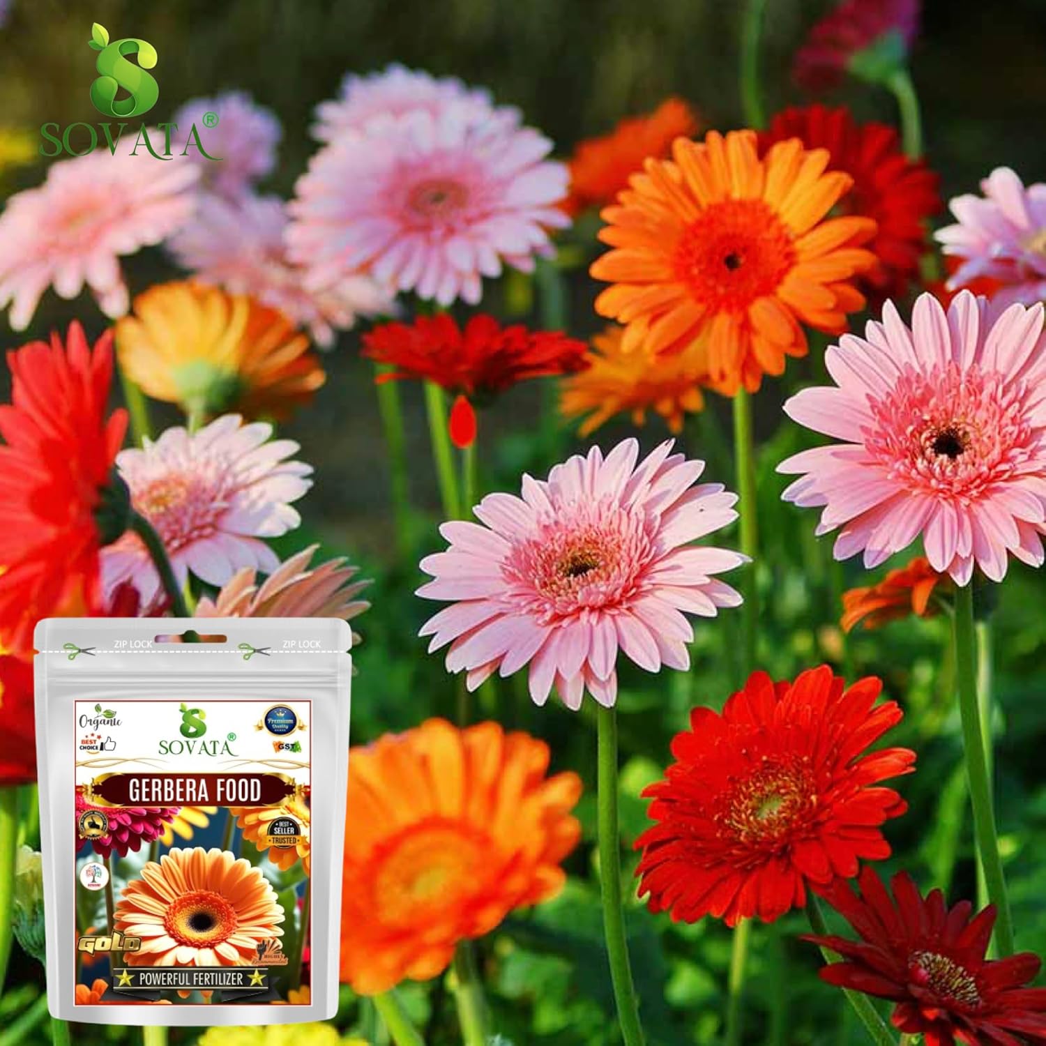 Sovata® Gerbera Full Diet, Powerful Organic Fertilizer for heavy flowering and fast growth of Gerbera Plants. (400 gm)