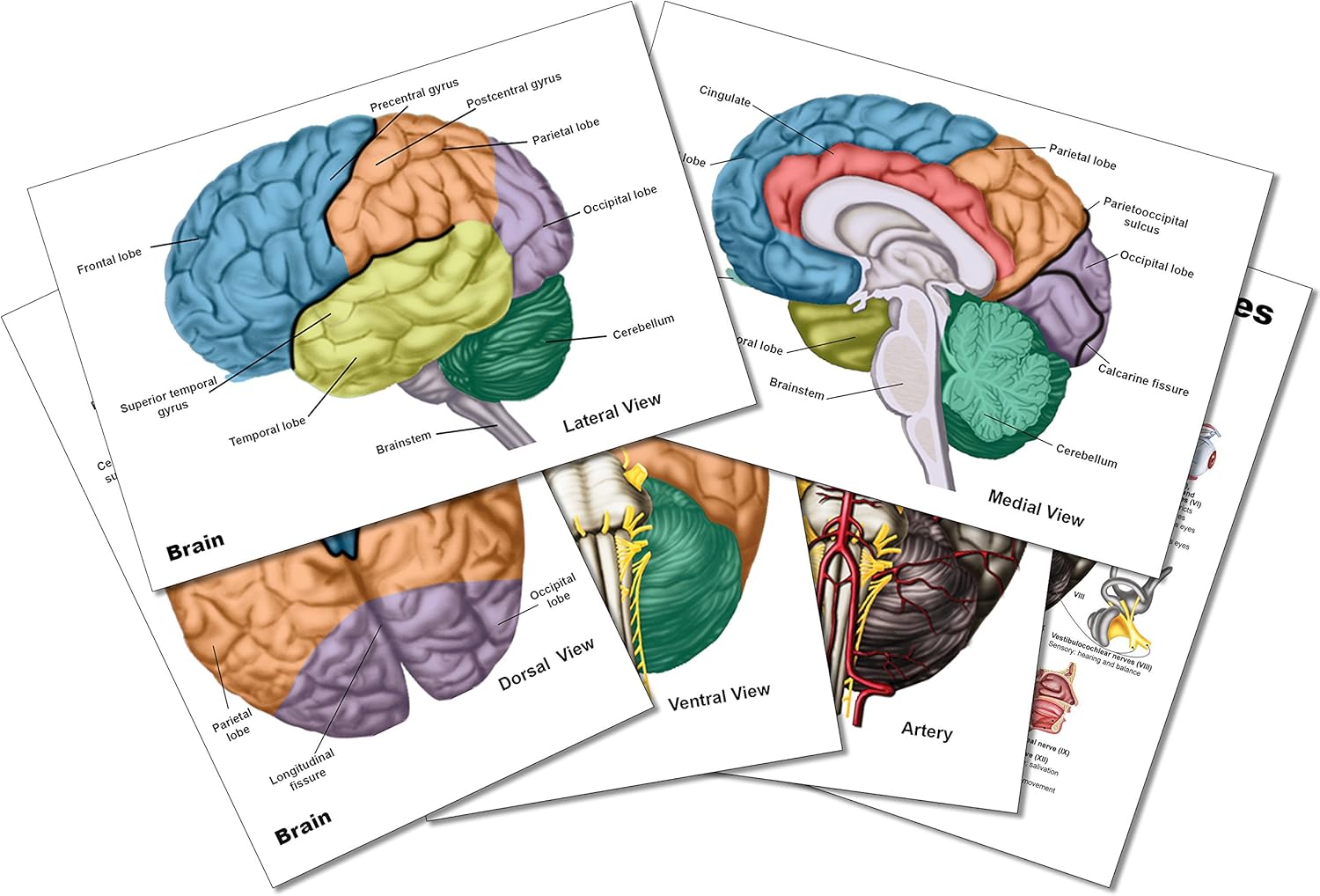Blue Tree Publishing Brain 11 Piece Gift Box