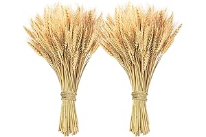 Dried Wheat Stalks: Adorn your Space with Nature's Charm