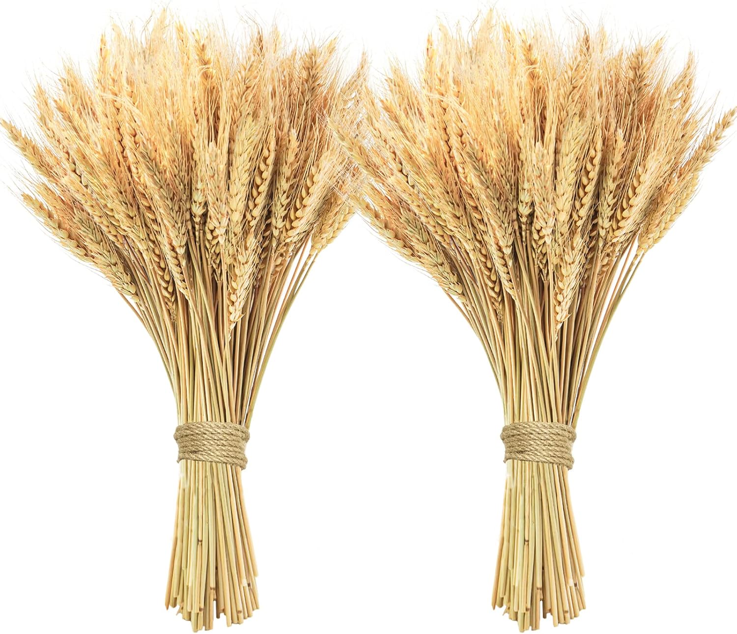 Phliofd 200 Pcs Dried Wheat Stalks, Dried Flowers Natural Wheat for Home Kitchen Office Flowers Arrangement Wedding Table Christmas Farmhouse Boho Party Fall Décor (17.5 inches) Phliofd 200 Pcs Dried Wheat Stalks, Dried Flowers Natural Wheat for Home Kitchen Office Flowers Arrangement Wedding Table Christmas Farmhouse Boho Party Fall Décor (17.5 inches)