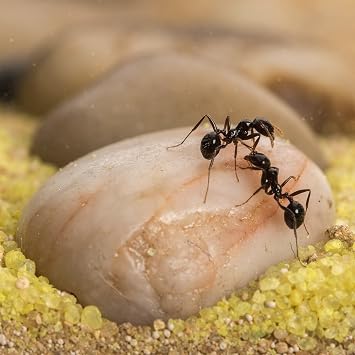 AntHouse Sand Ant Farm Mini - Formicarium