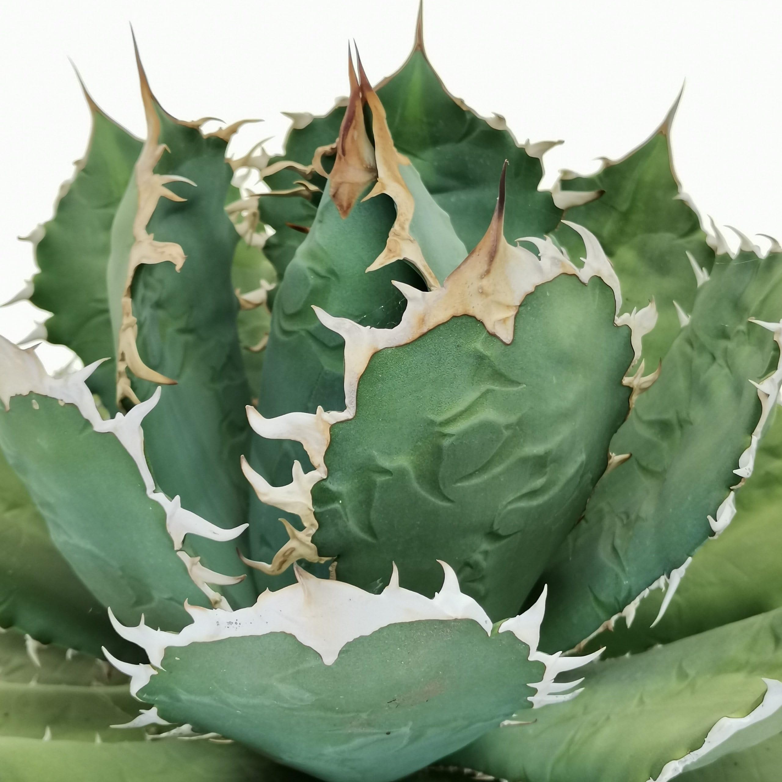 フラワー・ガーデニング Agave titanota B&B.B from the U.S. The Plant Paradise Agave TITANOTA : Amazon.in: Garden & Outdoors