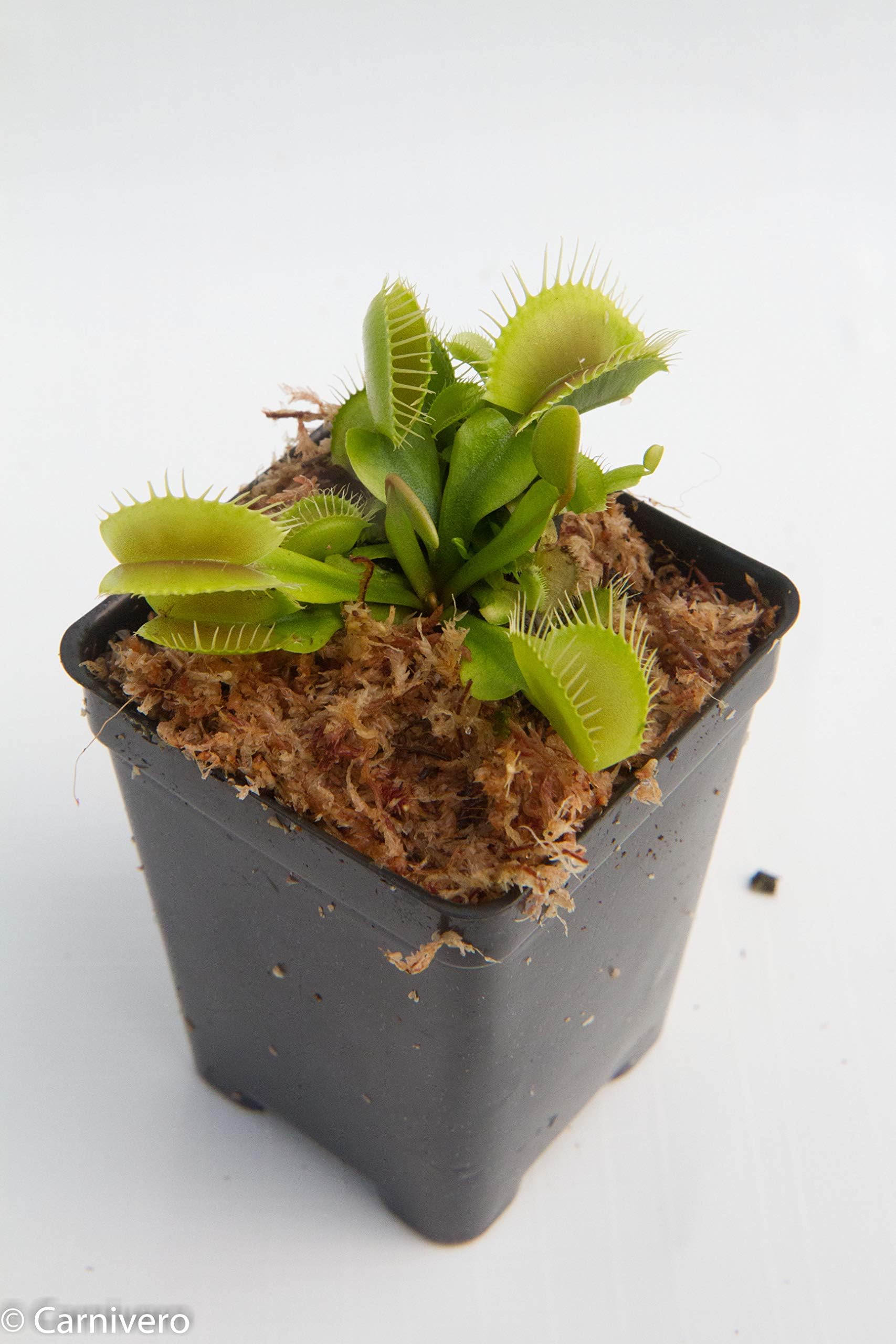 Venus Flytrap - Dionaea muscipula - Carnivorous Plant