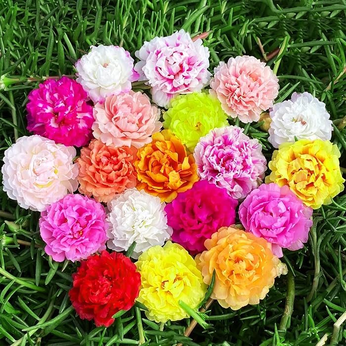 Buy 500 Pcs Mixed Moss Rose Seeds, Portulaca Grandiflora Flower Seeds