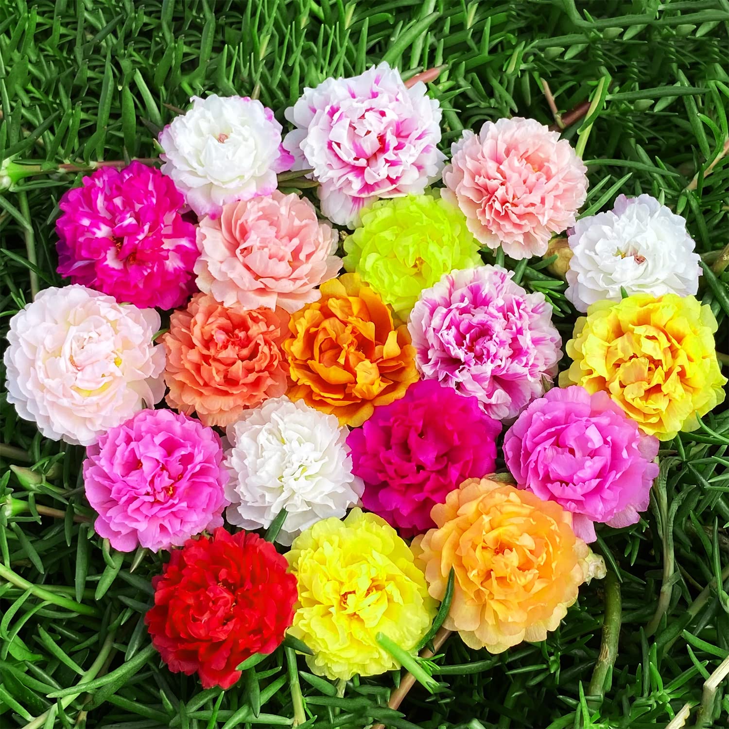 Buy 500 Pcs Mixed Moss Rose , Portulaca Grandiflora Flower , Tropical